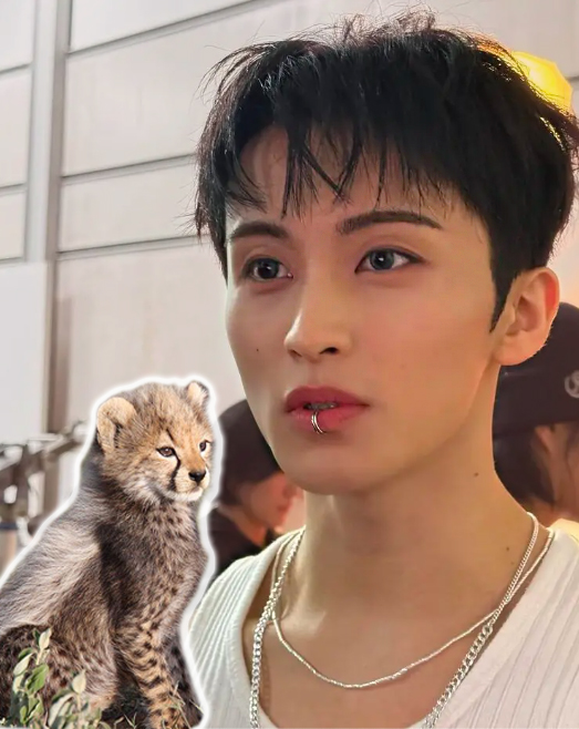 cheetah-mark Idols Sendo Comparados a Animais? Você Não Vai Acreditar No Que Disseram!