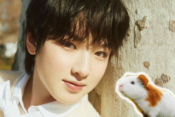 porquinho-sakuya Idols Sendo Comparados a Animais? Você Não Vai Acreditar No Que Disseram!